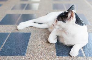 negro y blanco Asia gato en embaldosado suelo, selectivo atención en sus ojo foto