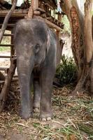 Asian elephant in protected nature park near chiang Mai, northern Thailand photo