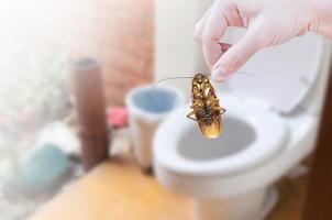 mano sujetando la cucaracha en el fondo del inodoro, elimine la cucaracha en el inodoro foto