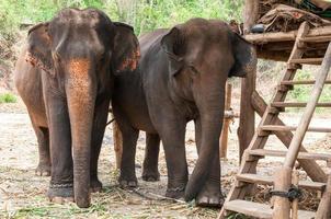 elefante asiático en tailandia foto