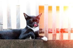 black cat sit and lick its nose on fence ,Animal portrait Black kitten photo