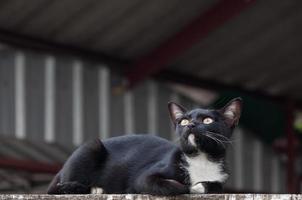 negro gato sentar agachado mirando parte superior ver en el hormigón pared ,selectivo atención foto