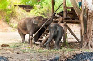 Asian elephant in protected nature park near chiang Mai, northern Thailand photo