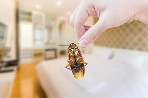 Woman's Hand holding cockroach on bedroom background, eliminate cockroach in bedroom photo