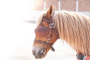 Beautiful brown horse,domesticated animal used by humans as transportation. Summer day photo