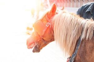 hermoso caballo marrón, animal domesticado utilizado por humanos como transporte. día de verano foto