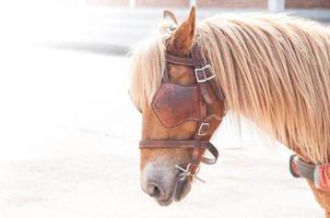 Beautiful brown horse,domesticated animal used by humans as transportation. Summer day photo