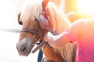 hermoso caballo marrón, animal domesticado utilizado por humanos como transporte. día de verano foto