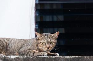 beautiful Bengal cat on the wall with eyes looking ,brown Cute cat, cat lying, playful cat relaxing vacation photo