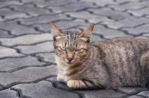 hermosa gato con ojos mirando ,marrón linda gato, gato mintiendo, juguetón gato relajante vacaciones foto