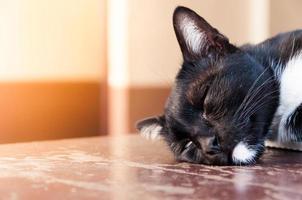 un negro gato dormir ser cansado en comunidad foto