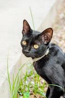 A black cat in community Black cat in autumn leaves close up photo , Animal portrait Black kitten