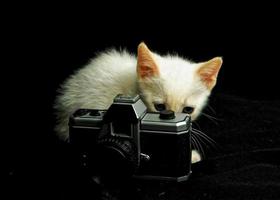 Kitten with camera photo