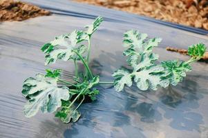 planting watermelon on field with watermelon plant tree on ground agriculture garden watermelon farm with leaf tree plant small on land farmers field with growing in rows green organic photo