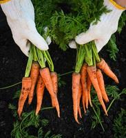 zanahoria en el suelo con la mano, zanahorias frescas que crecen en el campo de zanahoria la verdura crece en el jardín en el suelo granja orgánica cosecha producto agrícola naturaleza foto