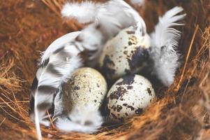 quail eggs on bird nest and feather, fresh quail eggs on basket background, raw eggs photo