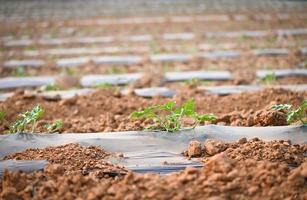 planting watermelon on field with watermelon plant tree on ground agriculture garden watermelon farm with leaf tree plant small on land farmers field with growing in rows green organic photo