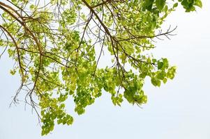 Bodhi tree and green bodhi leaf with blue sky at temple thailand, Tree of buddhism photo