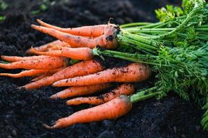 zanahoria en el suelo, zanahorias frescas que crecen en el campo de zanahorias, la verdura crece en el jardín en el suelo, granja orgánica, cosecha, producto agrícola, naturaleza foto