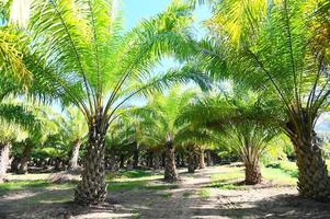 palmera en el jardín de palmeras con hermosas hojas de palmera naturaleza y sol de la mañana sol, plantación de aceite de palma que crece para la agricultura, asia foto