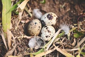 bird nest on ground with three eggs inside, bird eggs on birds nest and feather in summer forest , eggs easter concept photo