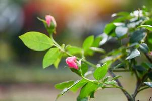 pink rose flowers bud on tree in the garden, rose flowers in summer photo