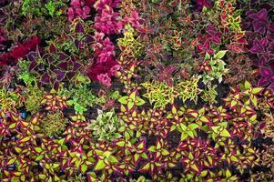 colorful plant wall beautiful plant in pot, coleus many kinds red green purple and pink leaves of the coleus plant, Plectranthus scutellarioides photo