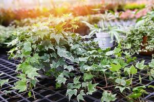 common ivy plant grow on pot in greenhouse, european ivy, english ivy or green ivy Hedera helix - tree ornamental plant reduce carbon photo