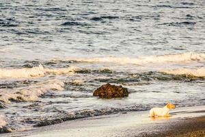 Dog on the beach photo