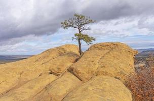 Lone Tree Growing in a Sandstone Bluff photo