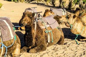 camellos en marruecos foto