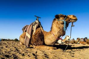 camellos en marruecos foto