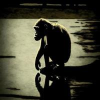 monkey silhouette AI Generated photo