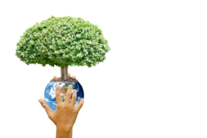 concept of saving the world tree in human hands png