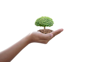 concept of saving the world tree in human hands png