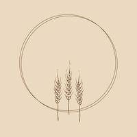 Wreath frame from ears of wheat.A bunch of ears of wheat,dried whole grains.Cereal harvest,agriculture,organic farming,healthy food symbol.Ears of wheat hand drawn.Design element. Vector