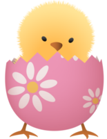 Chick in broken Easter egg with flower lower part png