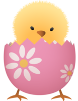 Küken im gebrochen Ostern Ei mit Blume niedriger Teil png