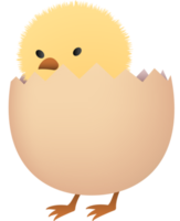 Chick in broken brown egg lower part png