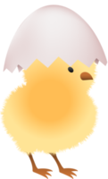 Chick in broken white egg upper part png