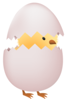 polluelo en roto blanco huevo png