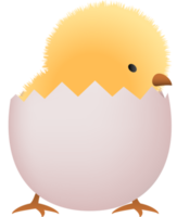 Chick in broken white egg lower part png