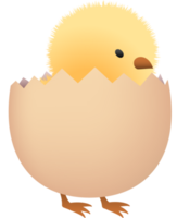 polluelo en roto marrón huevo inferior parte png