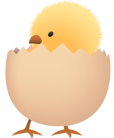 Chick in broken brown egg lower part png