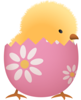 Chick in broken Easter egg with flower lower part png