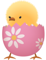 pulcino nel rotto Pasqua uovo con fiore inferiore parte png
