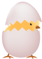 Chick in broken white egg png