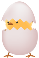 Chick in broken white egg png