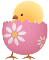 Chick in broken Easter egg with flower lower part png