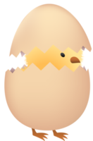 Chick in broken brown egg png